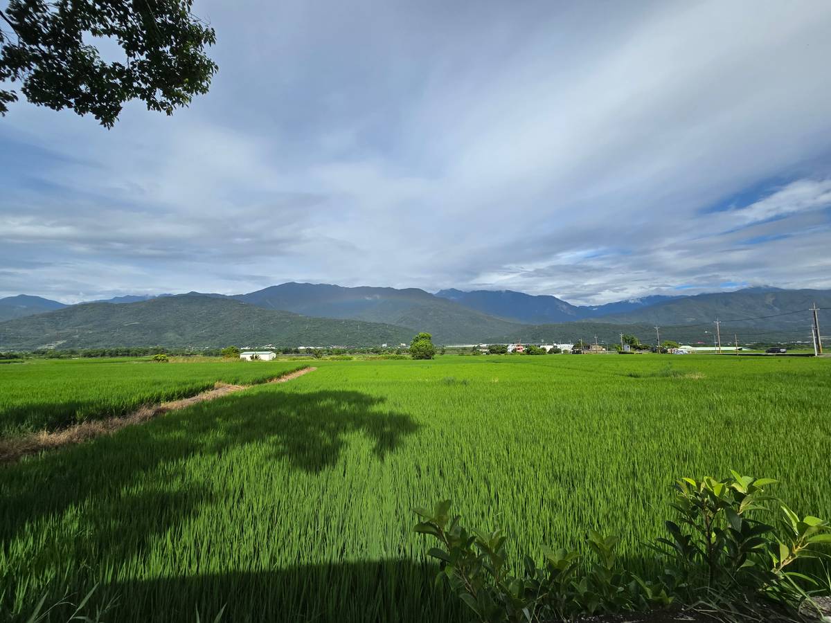 池上稻田